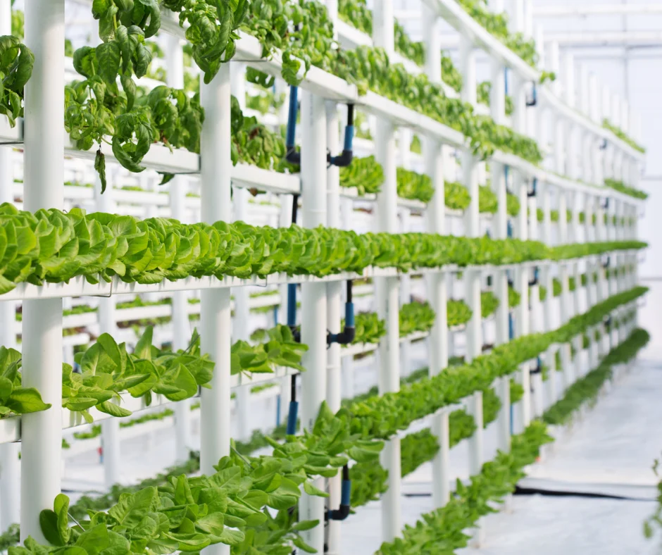 Smart Farming : Système hydroponique